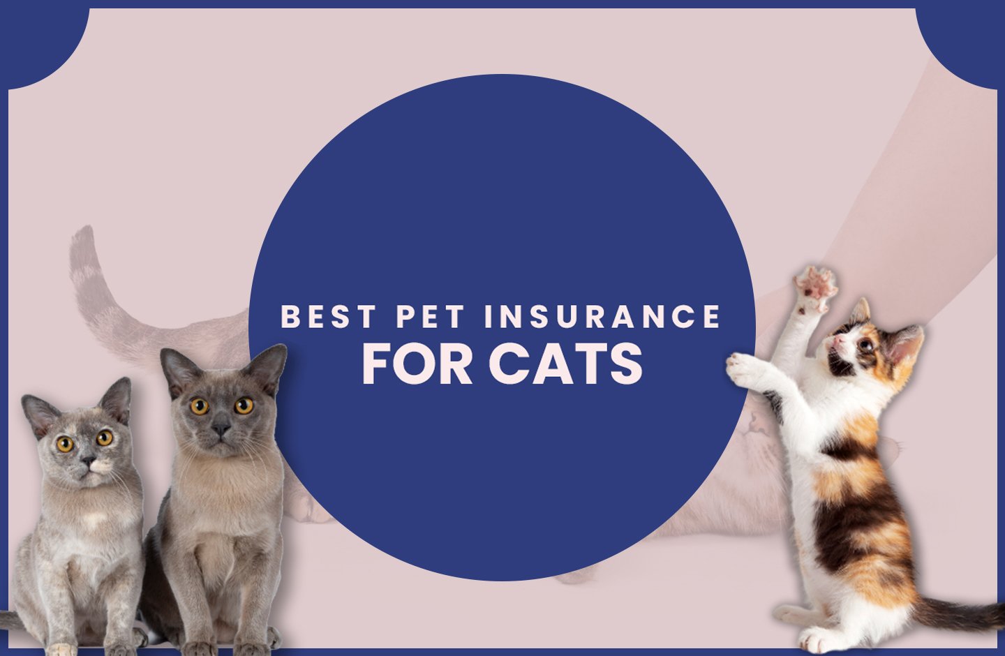 Best Pet Insurance for Cats