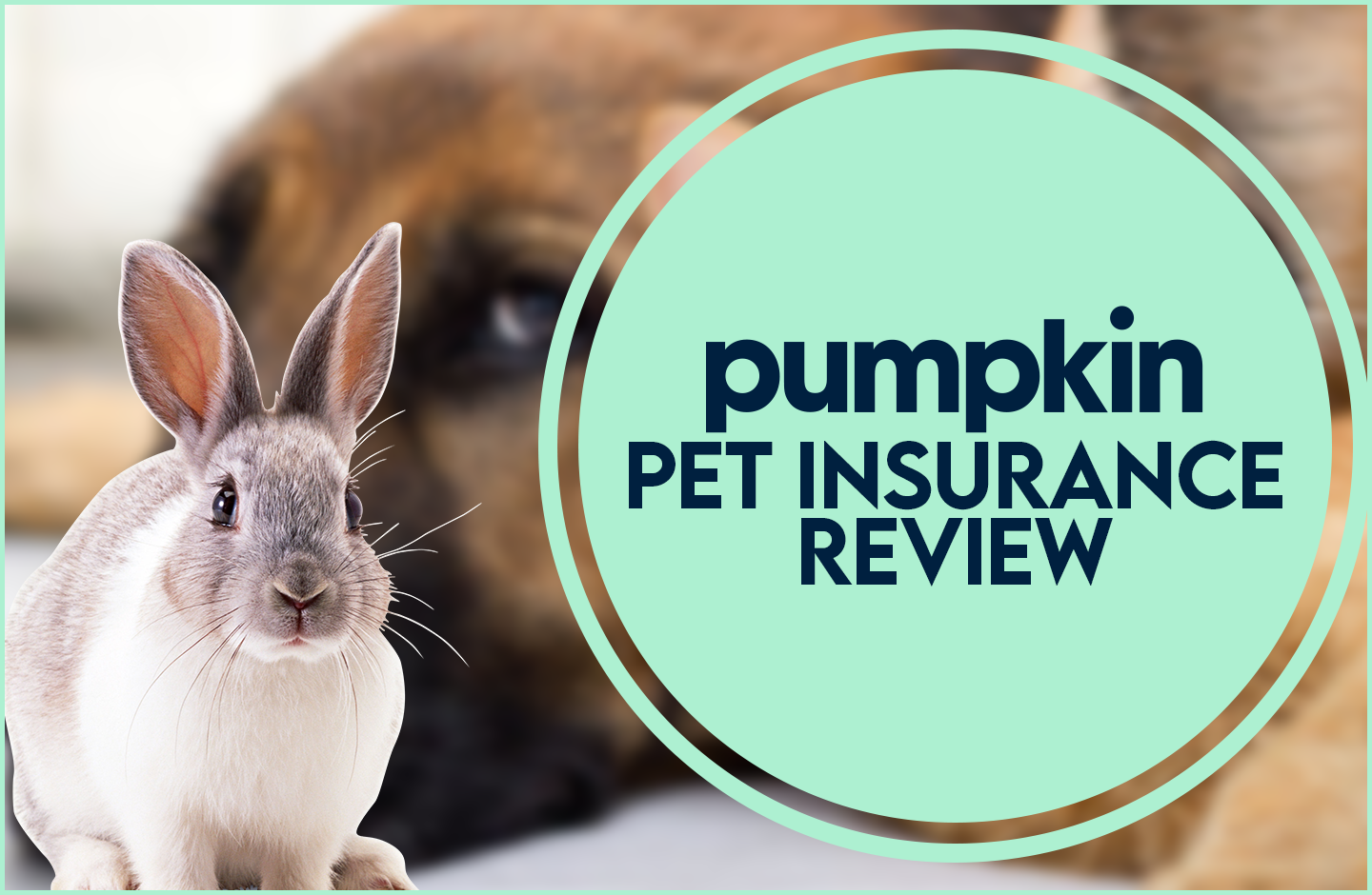 Pumpkin Pet Insurance Review 2023