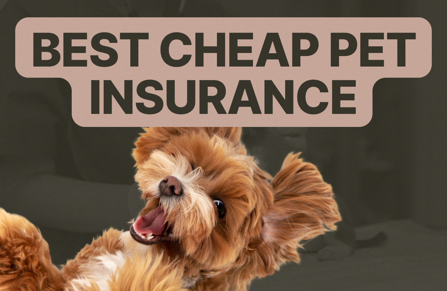 Best Cheap Pet Insurance