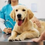 97% of Canadian pet parents don’t have pet insurance — how are you saving for vet bills?