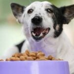 Our comprehensive guide to Canadian-owned and -made pet foods