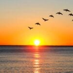 Canadian snowbird retirees are being forced to sell their Florida homes amid skyrocketing insurance costs, plunging loonie — is this temporary or long-term exodus from the Sunshine State?
