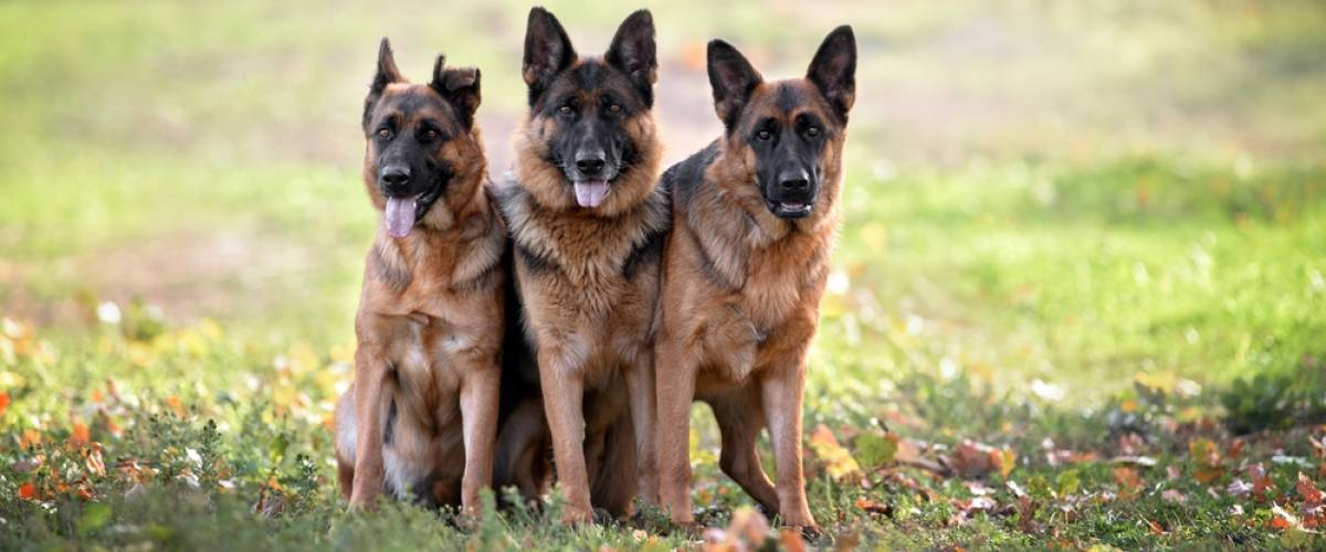 German Shepherd