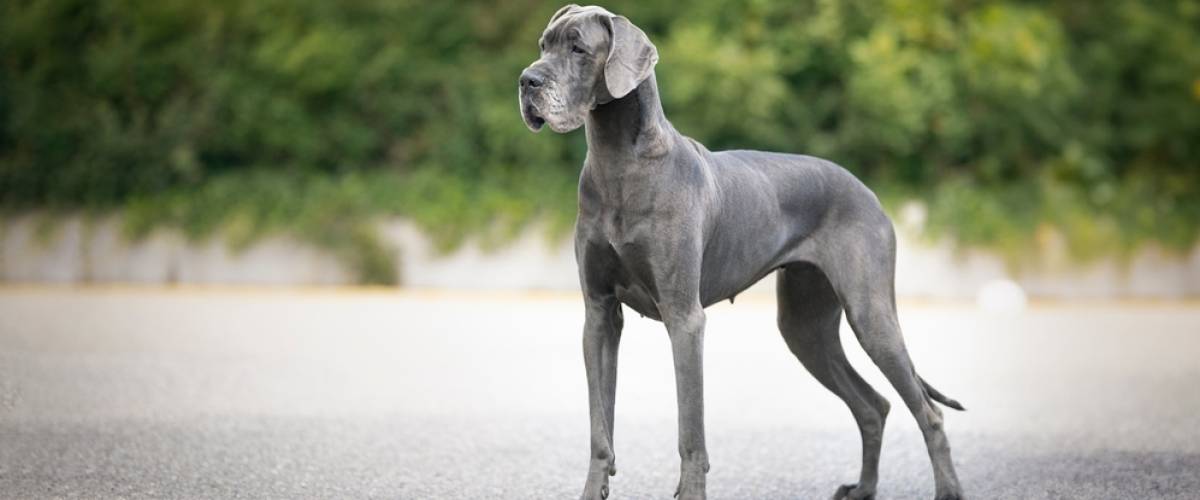 Great Dane