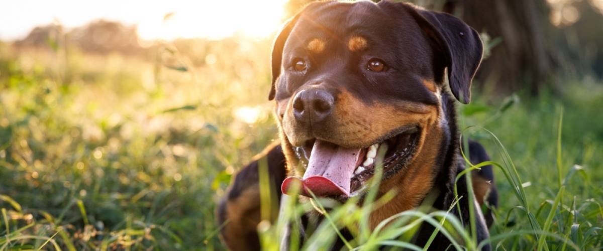 Rottweiler
