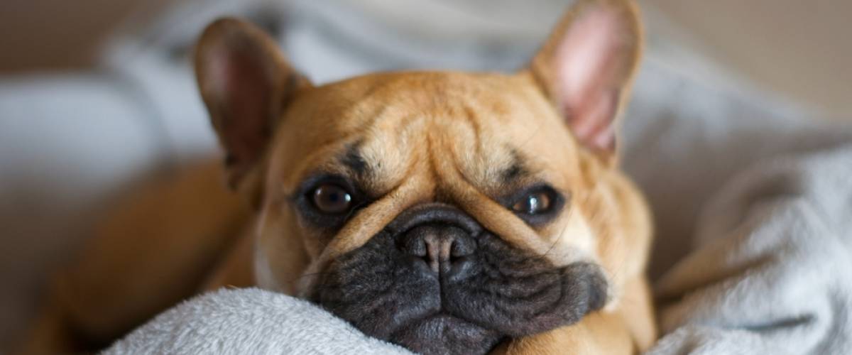 French Bulldog