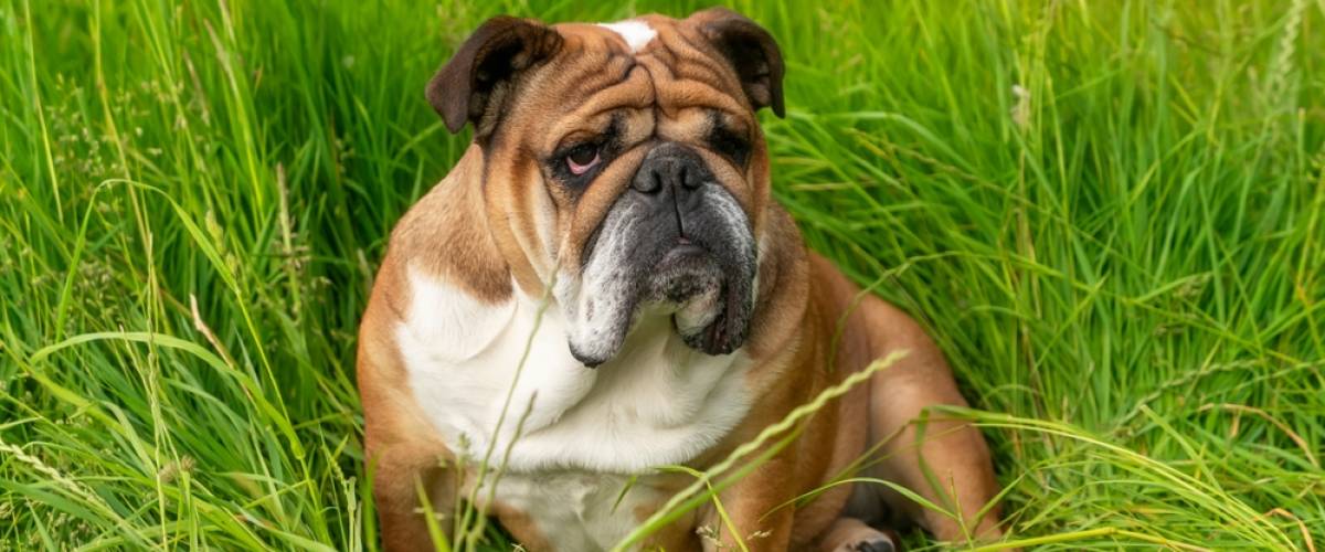 English Bulldog