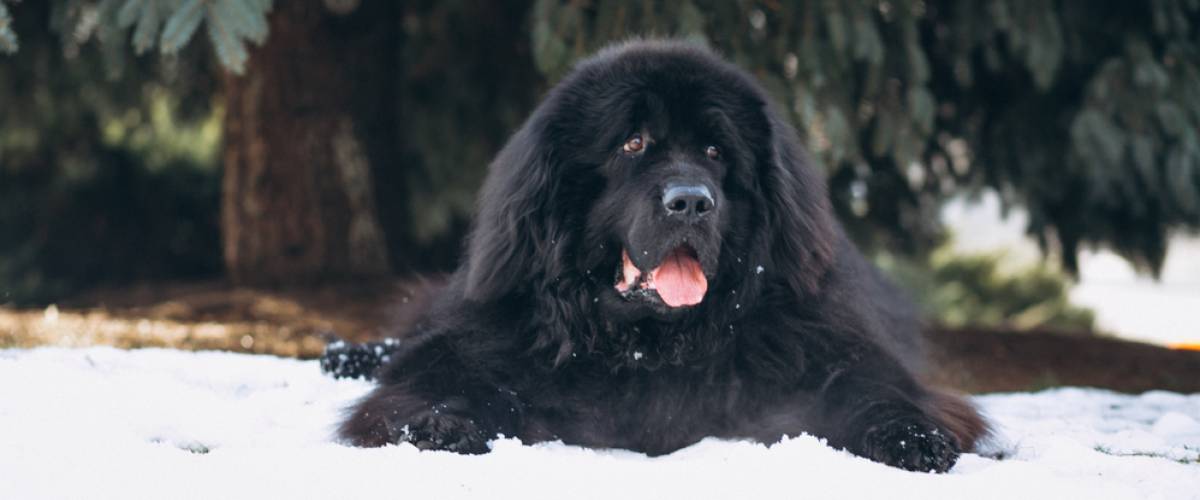 Newfoundland