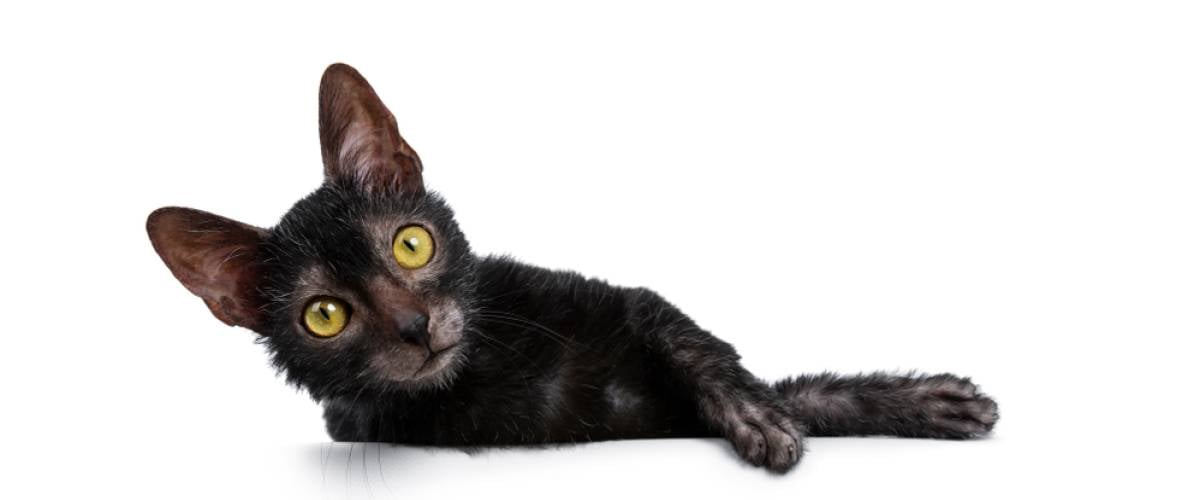 Lykoi