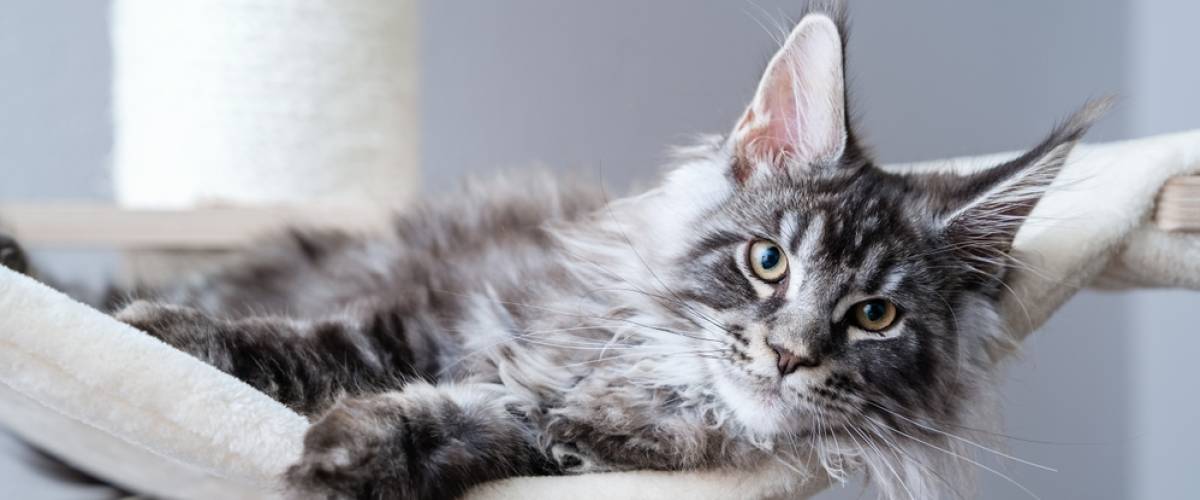 Maine Coon