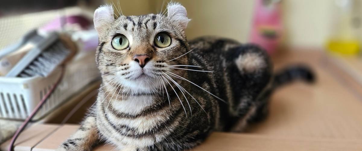 American Curl