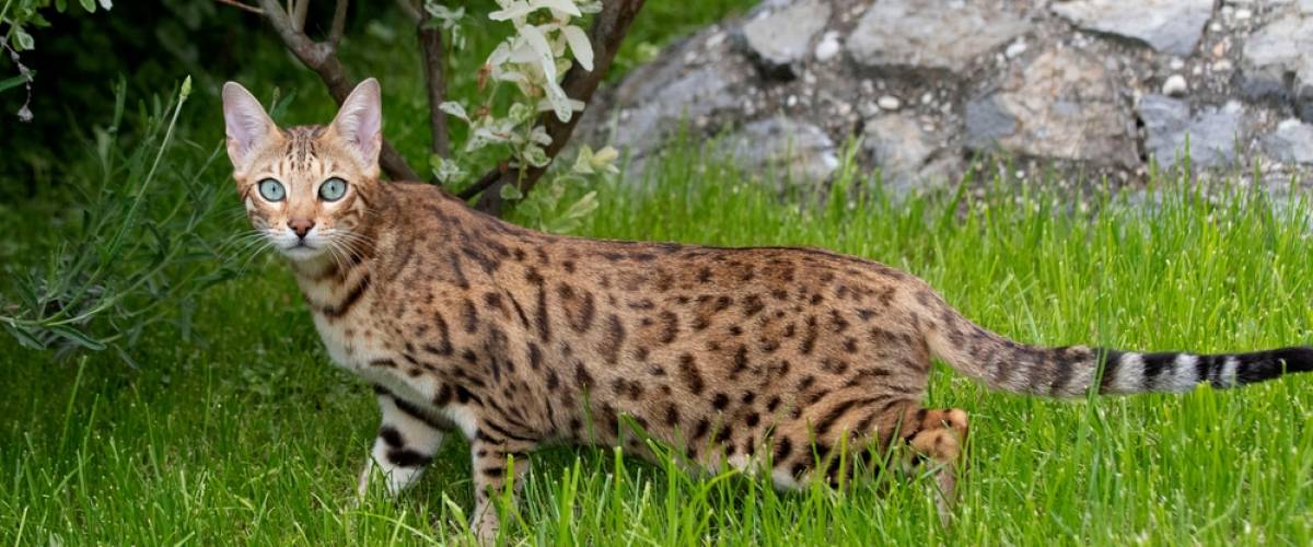Bengal cat