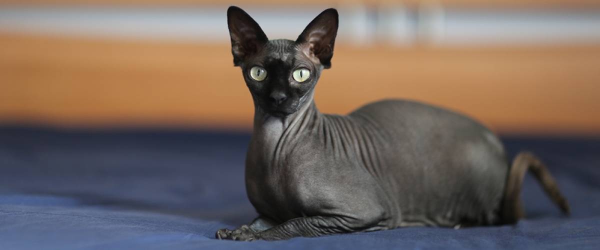 Sphynx