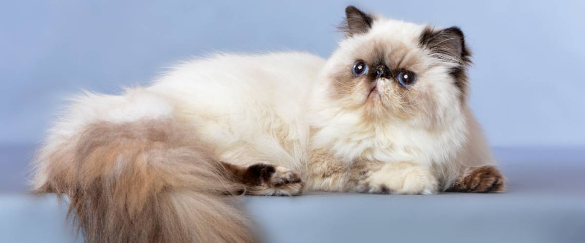 Persian