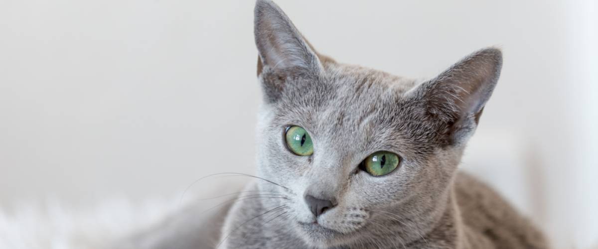 Russian Blue