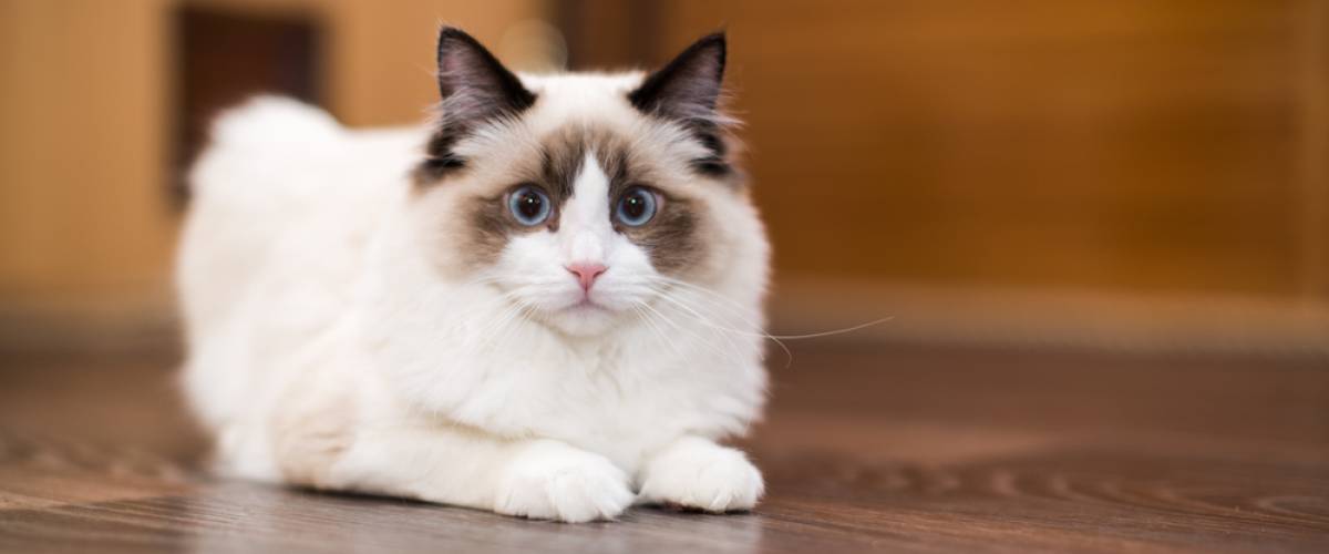 Ragdoll