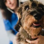 Anti-aging pill for dogs one step closer to reality as it’s certified ‘effective’ by FDA. What does this mean for your budget?