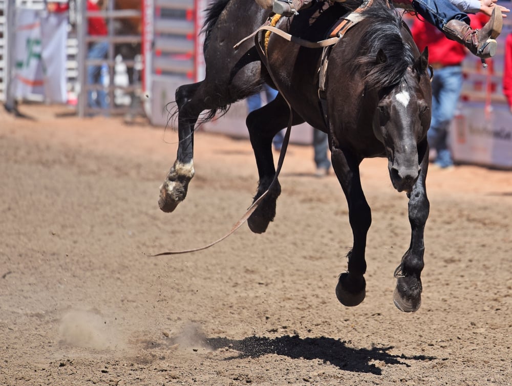 Stampede