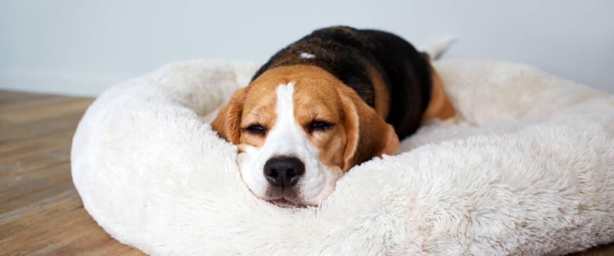 Beagle