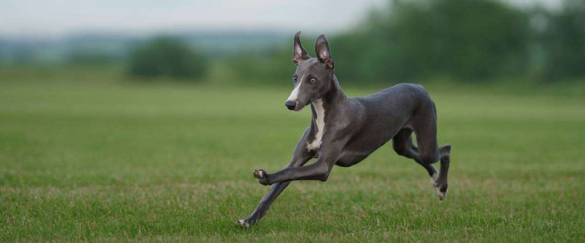 Greyhound