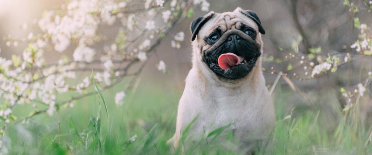 Pug