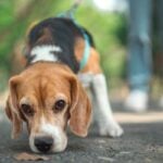 Top 10 cheapest dog breeds in Canada