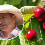 ‘We feed the world’: Threat of ICE raids said to have Washington’s farmhands too scared to work — and now fruit may be left to rot on trees. Why experts say ‘every American’ will be impacted
