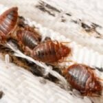 California hotel guests awarded $2 million in bed bug lawsuit — they said the 1-night stay left them scarred, seeking medical treatment. How to protect yourself from bed bugs while traveling