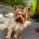 A dog’s dream, a city’s future: Rethinking urban life for pets and people alike
