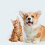 What to expect when you’re expecting: First year cost for pets