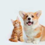What to expect when you’re expecting: First year cost for pets