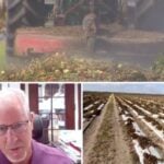 ‘Can’t even afford to pick them’: Florida farmers are now plowing over perfectly good tomatoes as Trump tariff policies cause prices to plummet and workers to flee. How farmers are reacting