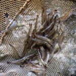 South Carolina’s shrimpers are suing 25 restaurants for ‘shrimp fraud’ — why they say these eateries are both deceiving diners and threatening their industry