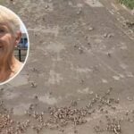 Texas community cries fowl after farmer sets loose thousands of chickens on his land as part of his free-range egg project — but he says they’re getting their feathers ruffled over nothing