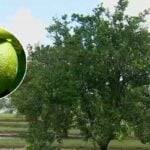 This 30-year-old tree named Donaldson may be researchers’ best shot at rooting out the deadly disease decimating Florida’s citrus trees — why they believe studying it may prove fruitful